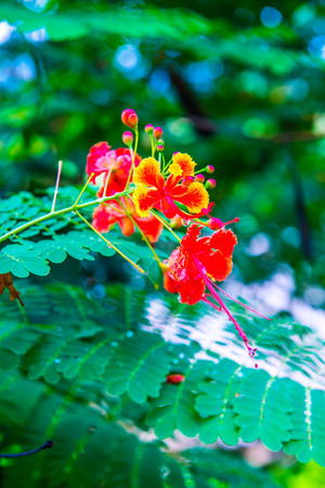 Peacock flower with natural background, Thailand.の写真素材