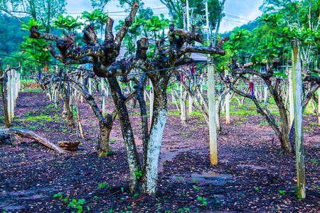 Star fruit garden in Thai, Thailand.の写真素材