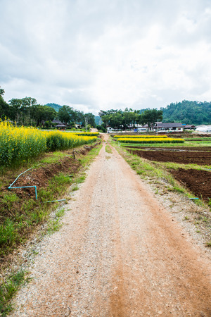 Small Road with Sunn Hemp Field in Royal Agricultural Station Pangda, Thailand.の写真素材