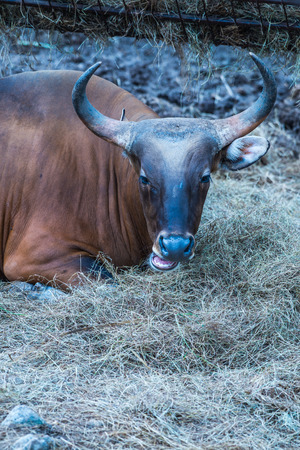 Banteng in Thai, Thailand.の写真素材