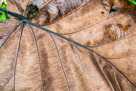 Dry leaf background, Thailand.の写真素材