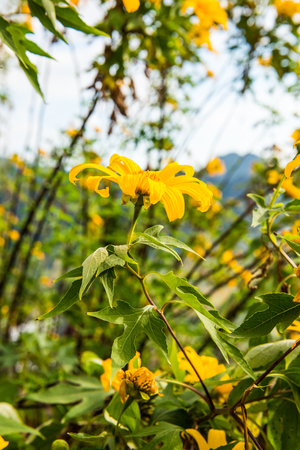 Mexican sunflower in nature, Thailand.の写真素材