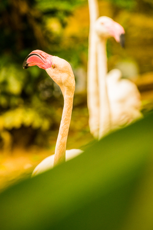 Greater Flamingo bird, Thailand.の写真素材