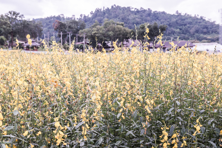 Sunn Hemp Field in Thai, Thailand.の写真素材