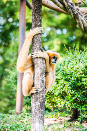 White Cheeked Gibbon in Thai, Thailand.