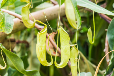 Pitcher Plant or Monkey Cup on Tree, Thailand.の写真素材
