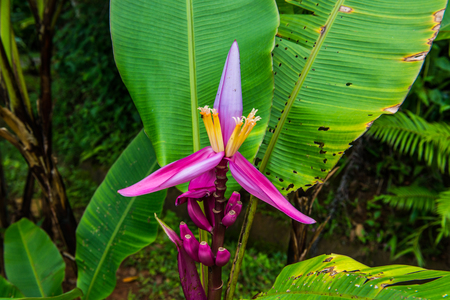 Banana flower in the park, Thailand.の写真素材