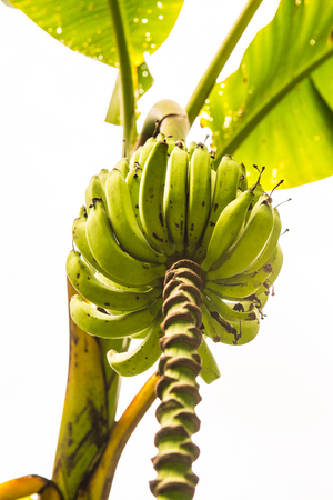 Nam Thai Banana on Tree, Thailand.の写真素材
