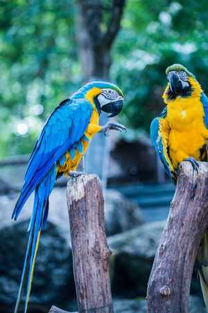 Macaw bird on tree, Thailand.の写真素材
