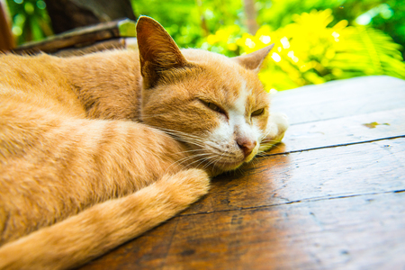 Thai cat on the table, Thailand.の写真素材