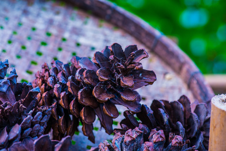 Pine cones for herb, Thailand.の写真素材