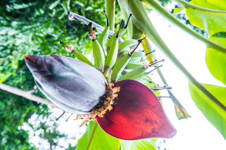 Nam Thai Banana on Tree, Thailand.の写真素材