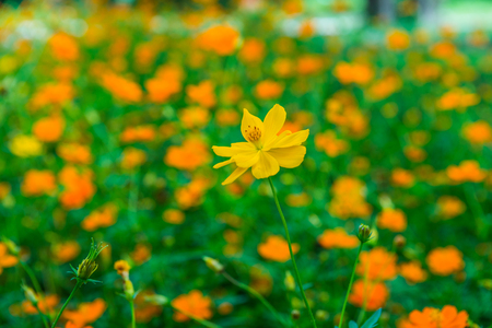 Yellow cosmos flower in the garden, Thailand.の写真素材
