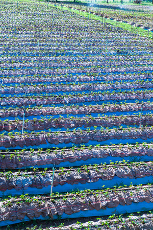Strawberry farm in Chiangmai city, Thailand.の写真素材