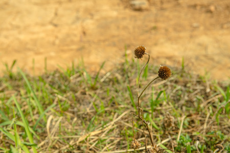 Dry flower in nature, Thailand.