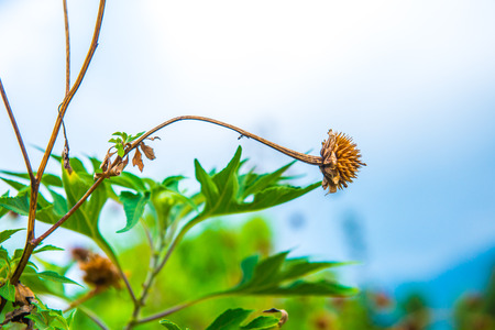 Dry flower in nature, Thailand.