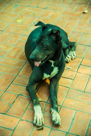 Thai black dog on floor, Thailand.の写真素材