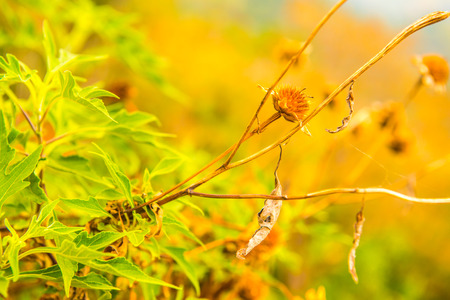 Dry flower in nature, Thailand.の写真素材
