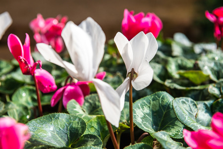 White flower in the garden, Thailand.の写真素材