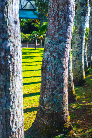 Tree in park, Thailand.の写真素材