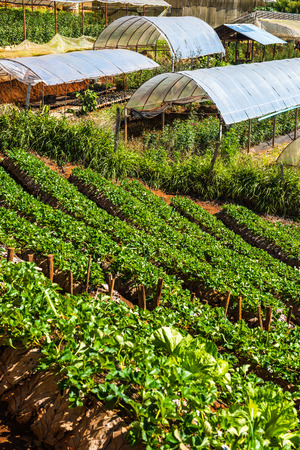 Strawberry plantation field at Doi Ang Khang, Thailand.の写真素材