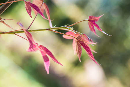 Maple leaves in park, Thailand.の写真素材