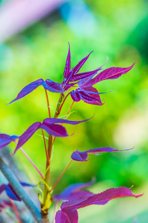 Maple leaves in park, Thailand.の写真素材