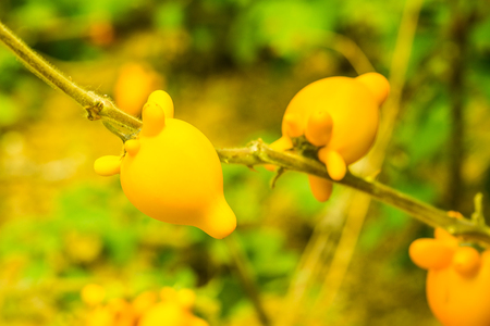 Nipple fruit on plant, Thailand.の写真素材