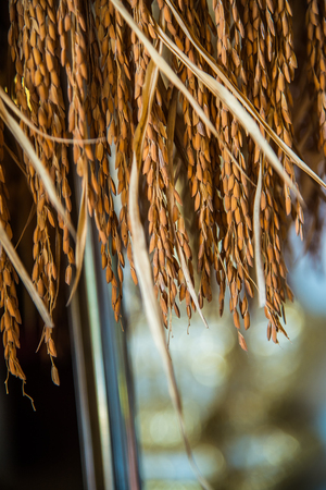 Ear of paddy in stock, Thailand.の写真素材