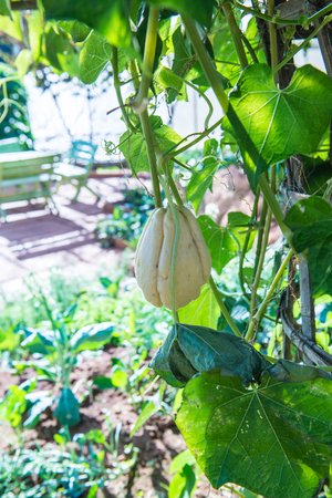 Chayote fruit in the garden, Thailand.の写真素材