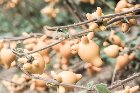 Nipple fruit on plant, Thailand.の写真素材