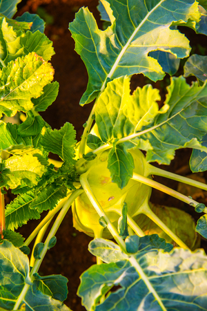 Kohlrabi garden in Thai, Thailand.の写真素材
