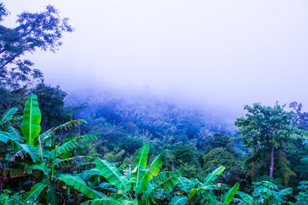 Trees with fog on mountain, Thailand.