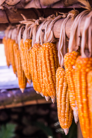 Dried corn, Thailand.の写真素材