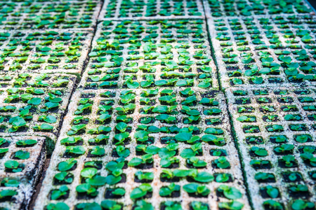 Young plant in the plant nurseries, Thailand.の写真素材