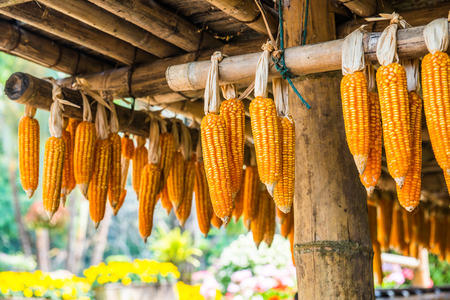 Dried corn, Thailand.の写真素材