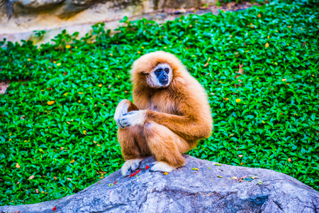 White Handed Gibbon in Thai, Thailand.