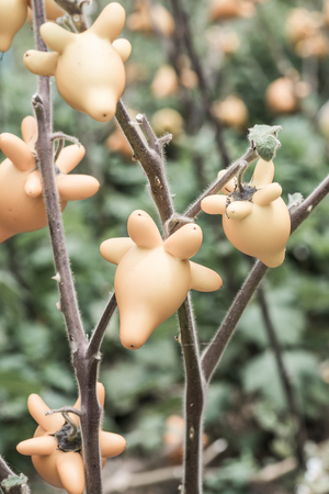 Nipple fruit on plant, Thailand.の写真素材