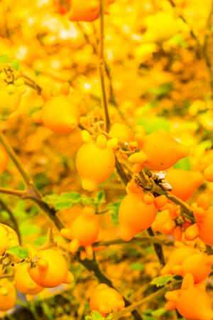 Nipple fruit on plant, Thailand.の写真素材
