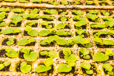 Young plant in the plant nurseries, Thailand.の写真素材