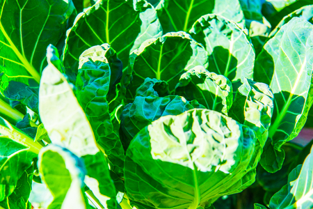 Brussels Sprouts garden in Thai, Thailand.の写真素材
