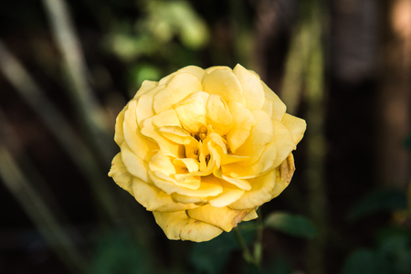 Yellow rose in the garden, Thailand.の写真素材