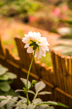 White Dhalia flower in the park, Thailand.の写真素材