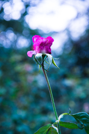 Pink rose in the garden, Thailand.の写真素材