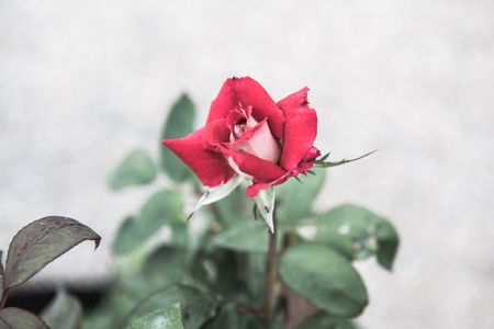 Red rose in the garden, Thailand.の写真素材