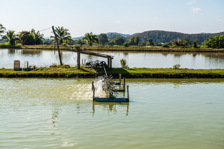 Shrimp farm in Thailand.の写真素材