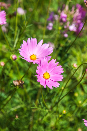 Pink cosmos with natural background, Thailand.の写真素材