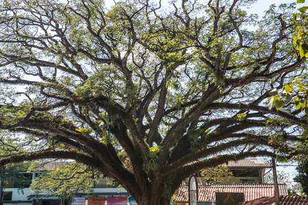 Beautiful Jamjuree tree in Chiangkham district, Thailand.のeditorial素材