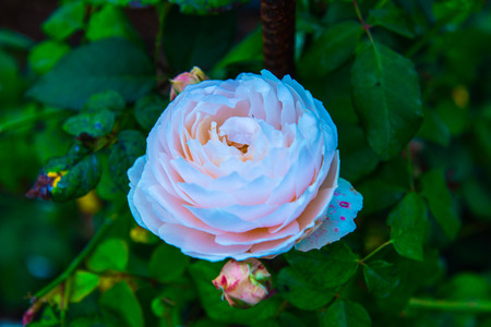 Orange rose in the garden, Thailand.の写真素材