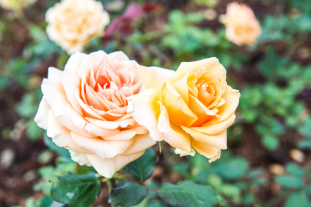 Orange rose in the garden, Thailand.の写真素材